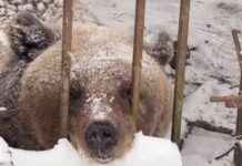 Медведица Маша: история спасения и новая жизнь в зоопарке