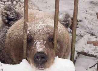 Медведица Маша: история спасения и новая жизнь в зоопарке