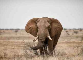 Индийский слон атакует туриста на мотоцикле: подробности случившегося