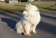 Новые штрафы для владельцев незарегистрированных собак