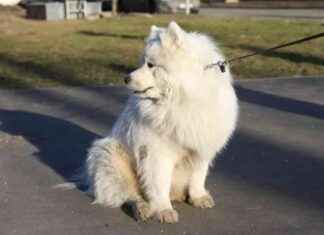 Новые штрафы для владельцев незарегистрированных собак