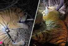 Тигр, нападавший на лошадей в Приморье, пойман охотнадзором