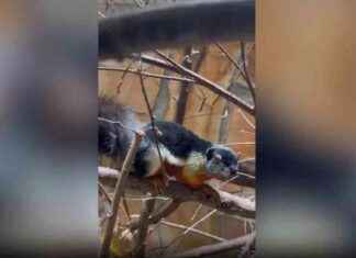 Белка-акробатка с необычным окрасом в Ленинградском зоопарке