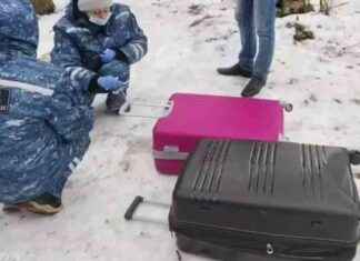 Расследование СК: обнаружены сумки с человеческими останками в Петербурге.