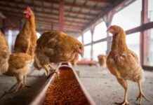 «Как Польша может использовать куры в переговорах с США»