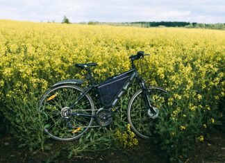 Вишня Цветет После Зимы: Почему Это Чудо Природы Вдохновляет?