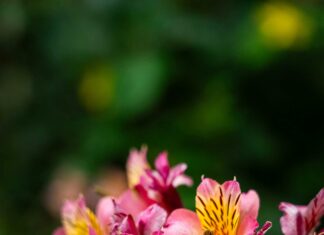 Цветок Рождественская Звезда: Как Ухаживать За Красотой?