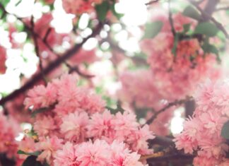 Мимоза Цветок: Как Вырастить Этот Удивительный Растение Дома