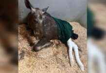 Лосенку под Истрой загипсовали лапки: причины и последствия