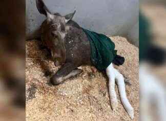 Лосенку под Истрой загипсовали лапки: причины и последствия