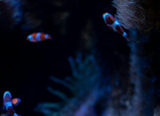 Беляус: Как Этот Уникальный Продукт Изменит Вашу Жизнь?