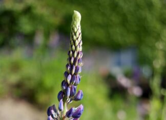 Ветом 1: Как Улучшить Здоровье Ваших Животных Быстро И Эффективно