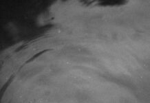 Форзиция: Как Вырастить Красивый Цветущий Куст У Себя В Саду?